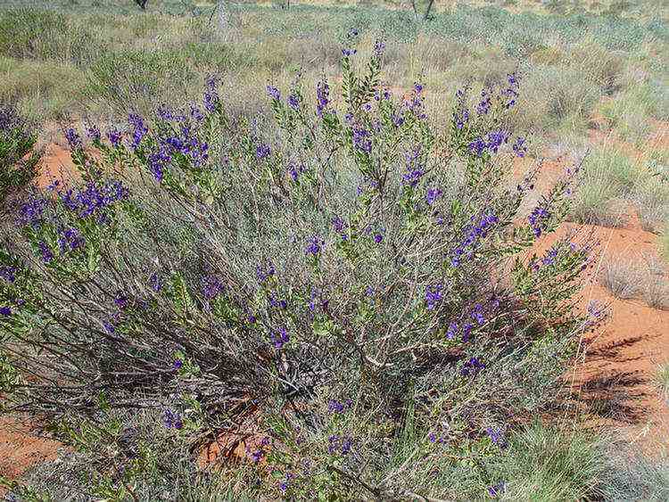 tinsel bush