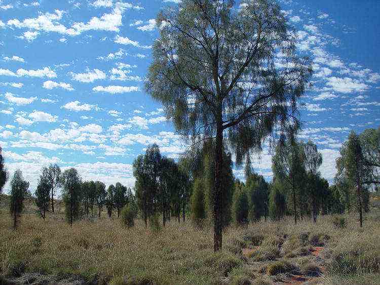 desert oaks