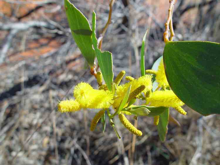 wattle