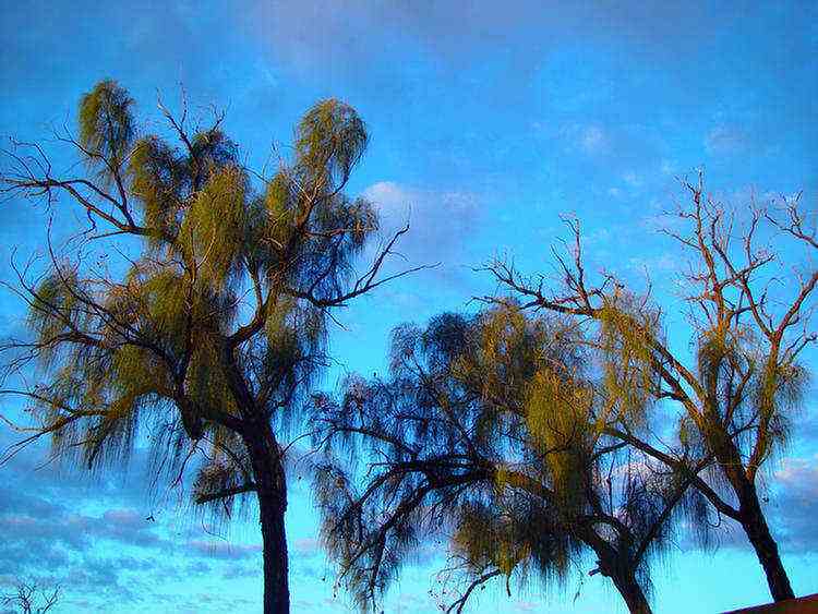 desert oaks