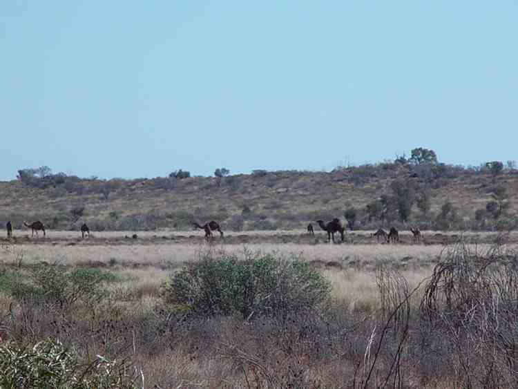 camels