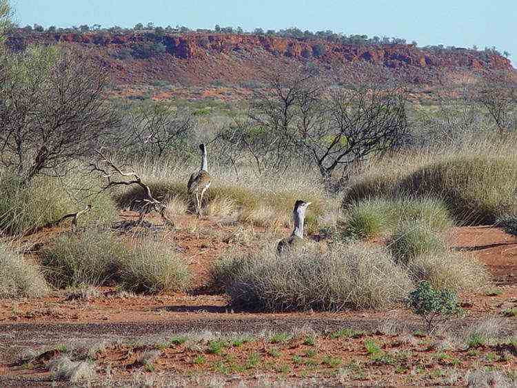 bustards