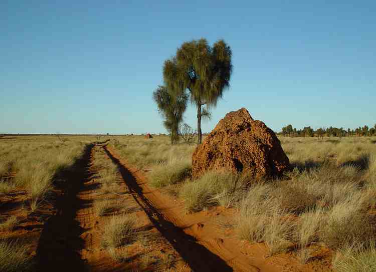 termite mound