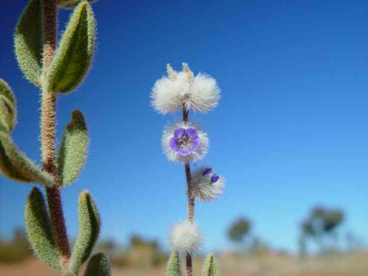 flower