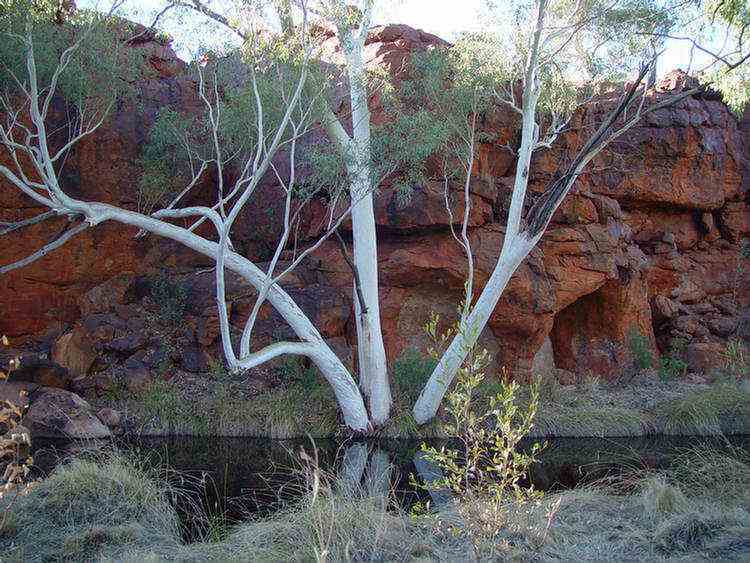 Durba Springs