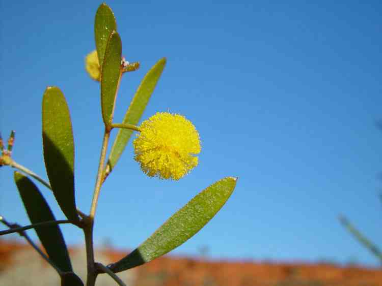 Wattle