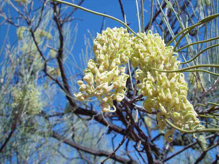 Grevillia