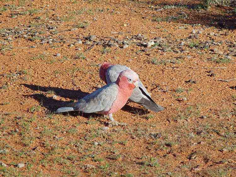 galahs